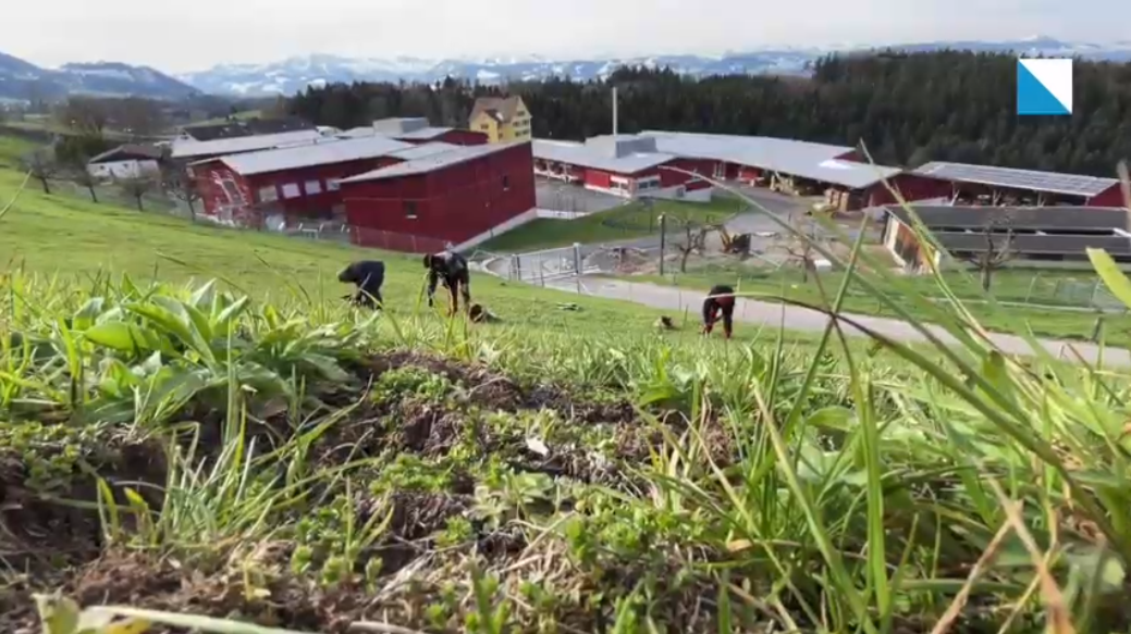 Im Vollzugszentrum Bachtel gehen die Inhaftierten landwirtschaftlichen Tätigkeiten nach.