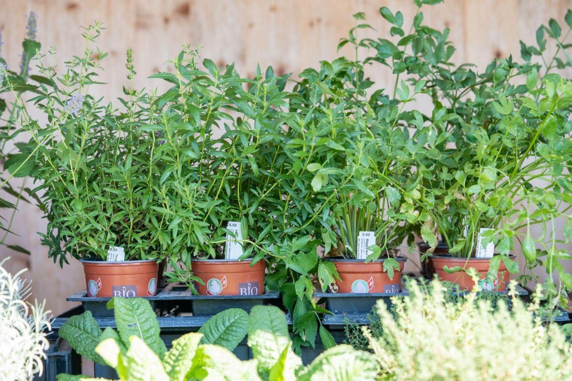 Verschiedene Setzlinge in kleinen Töpfen.