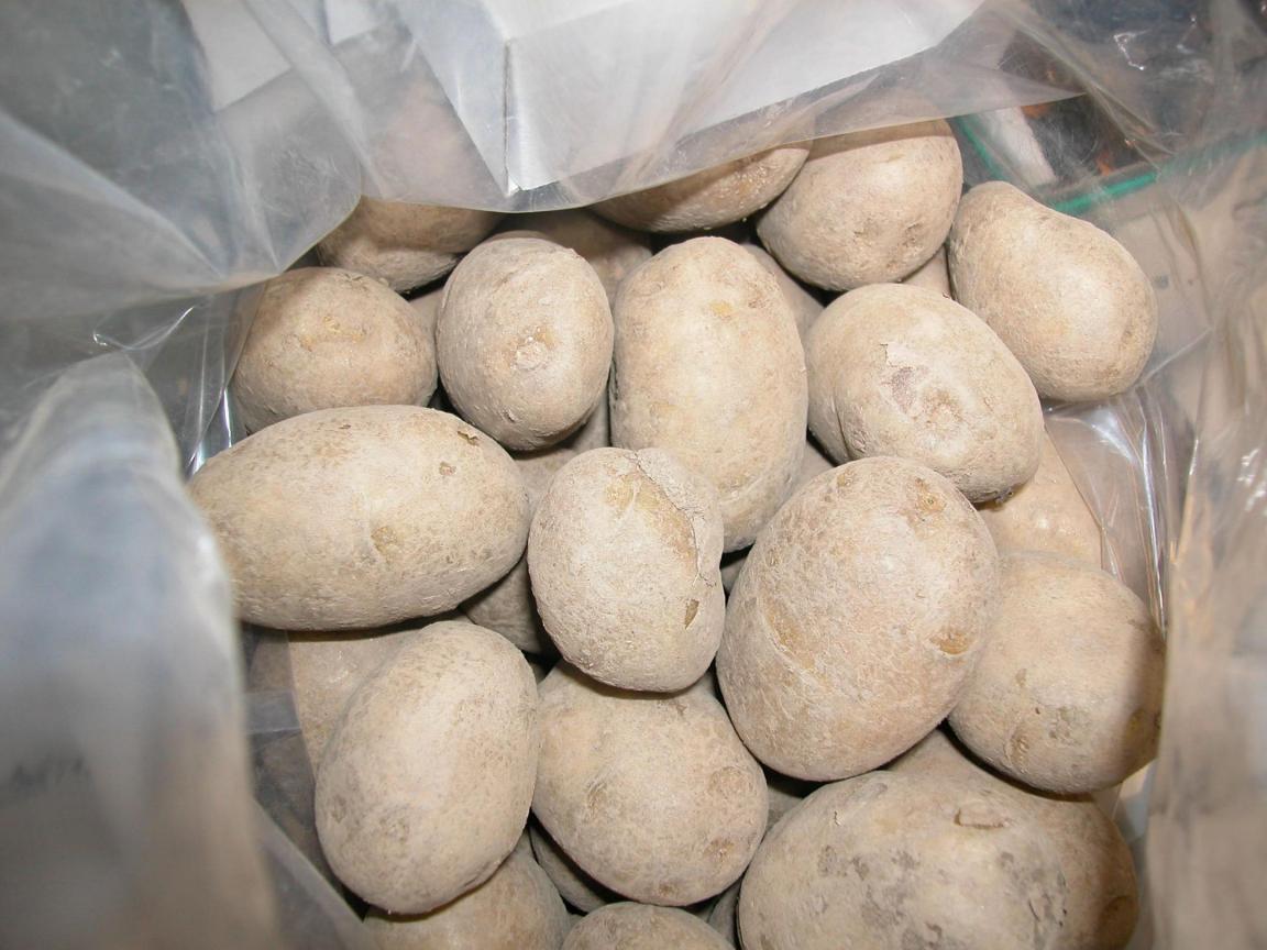 Eine Probe Kartoffeln kurz vor der Aufbereitung für die Untersuchungen auf Rückstände von Pestiziden