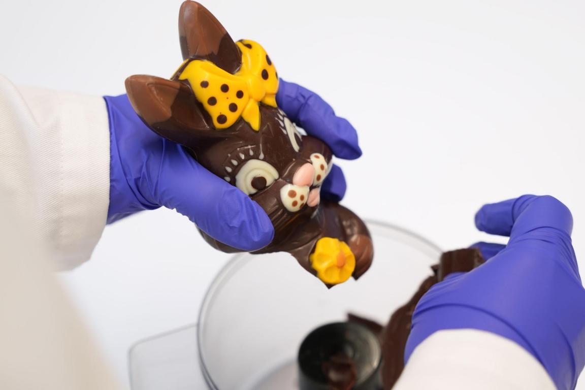 Das Foto zeigt eine Laborantin, die einen Schokoladen-Osterhasen  zerkleinert.
