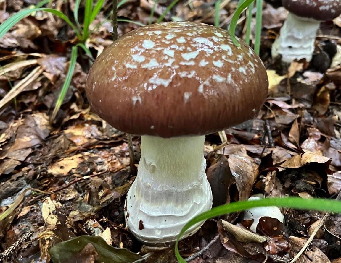 Das Foto zeigt einen Pilz namens Schleiereule. Er hat einen braunen Hut und einen weissen Stiel. 