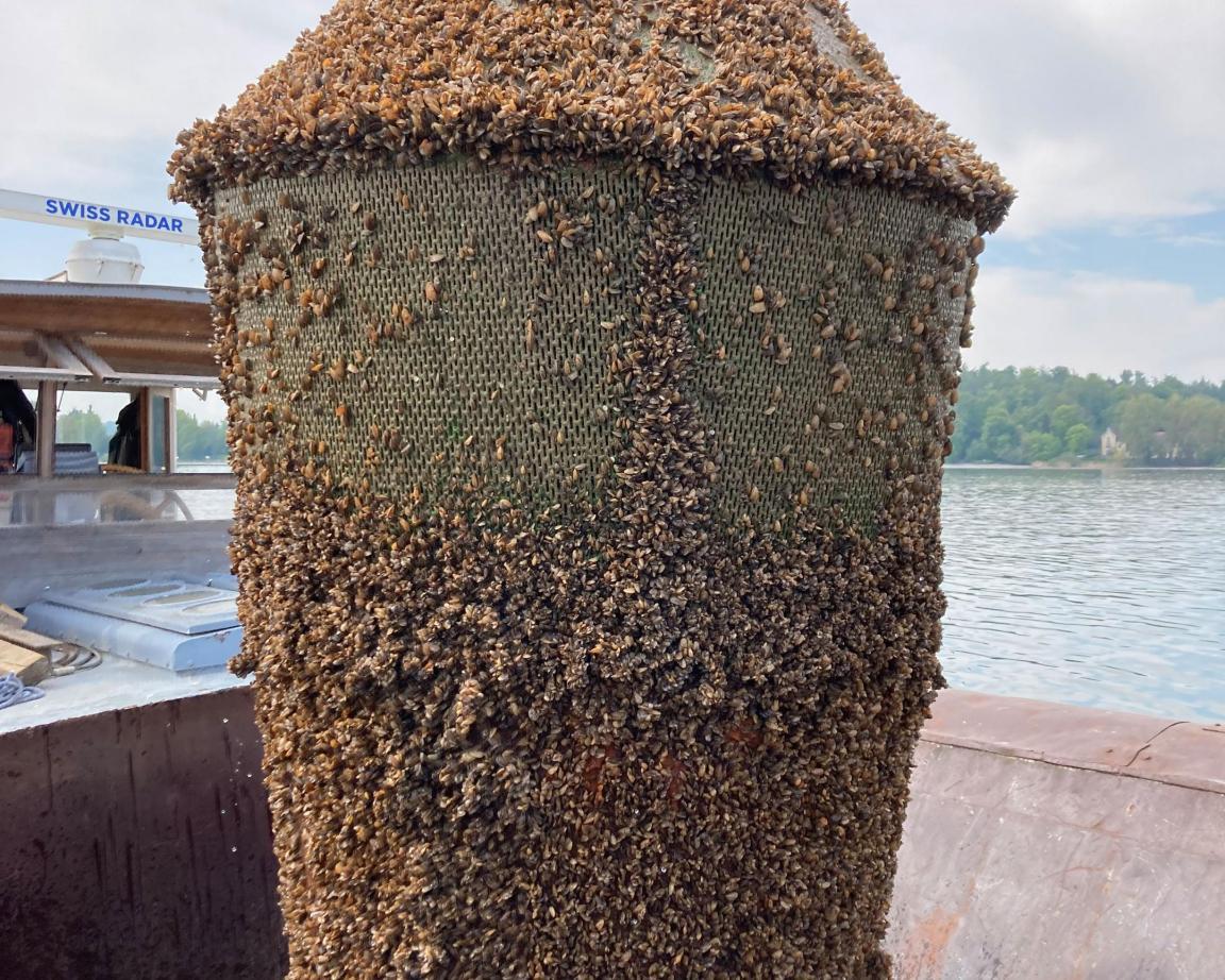 Ein mit Quaggamuscheln bewachsener Fassungskorb