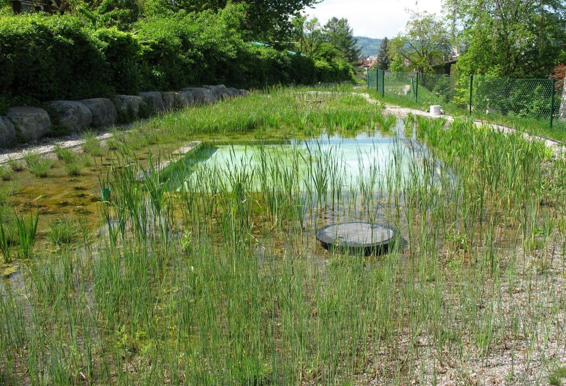 Ein Teich mit Schilf und in der Mitte ein Becken ohne Pflanzen mit klarem Wasser.
