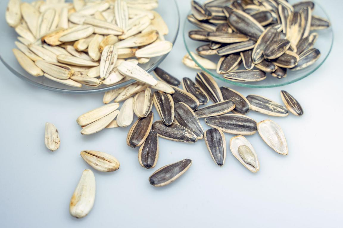 Zwei Glasteller mit hellen und dunklen Sonnenblumenkernen auf weißem Untergrund.