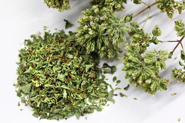 Auf weissem Hintergrund ist ein Büschel Majoran zu sehen. Daneben liegen die gezupften Blätter zu. 