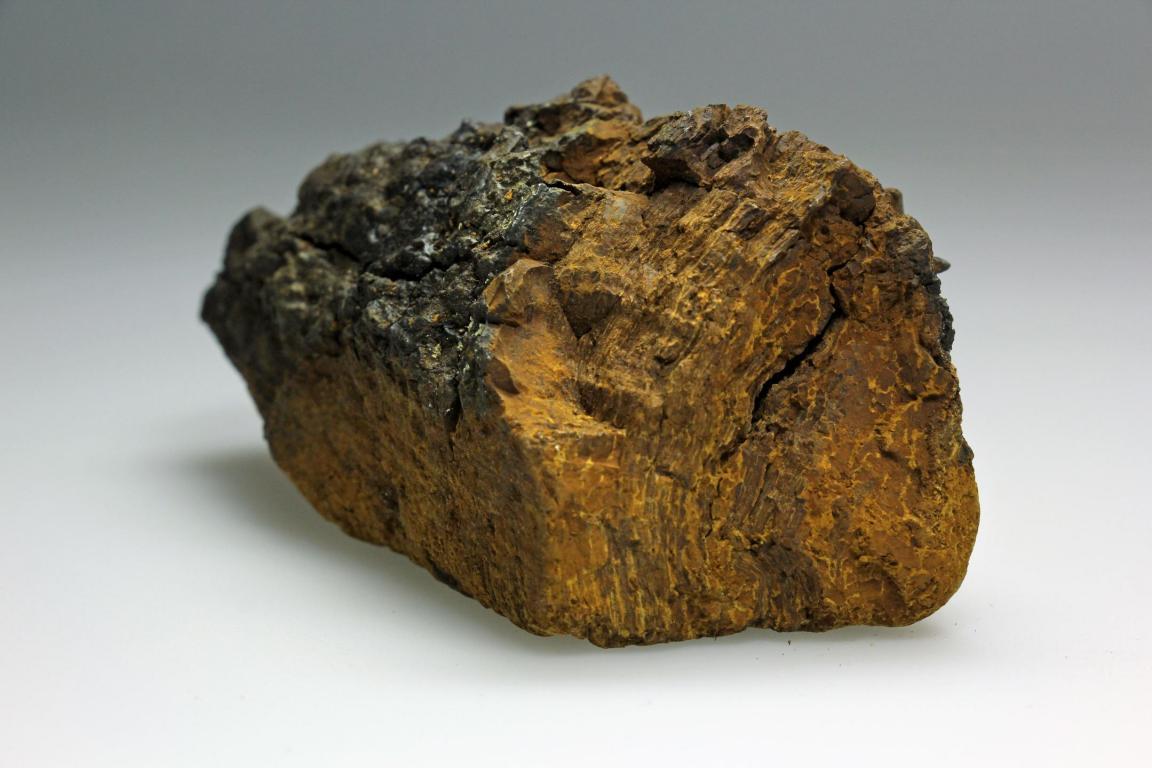 Das Foto zeigt ein Stück Chaga-Pilz. Es sieht aus wie getrocknete Baumrinde. 
