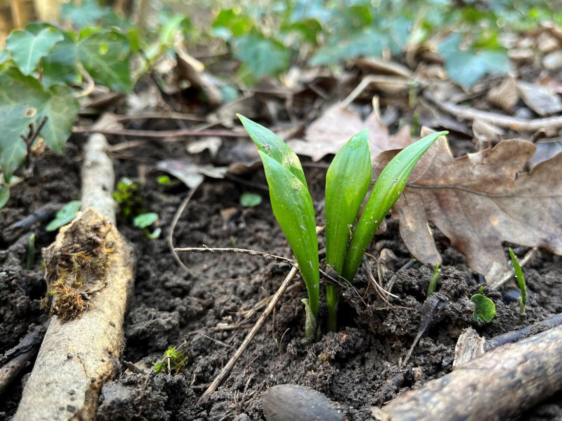 Das Foto zeigt junge Bärlauchblätter im Wald. 