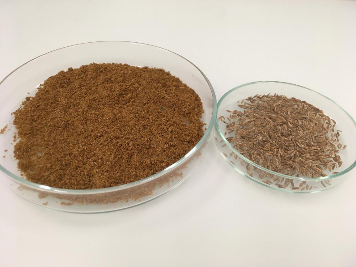 Kreuzkümmel in Petrischalen, ganz und gemahlen