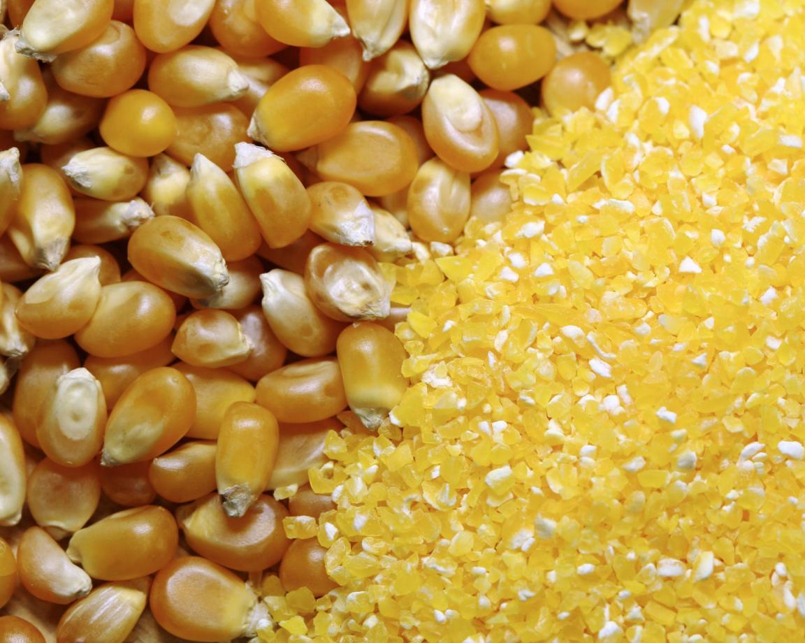 Nahaufnahme von ganzen und geschroteten Maiskörnern