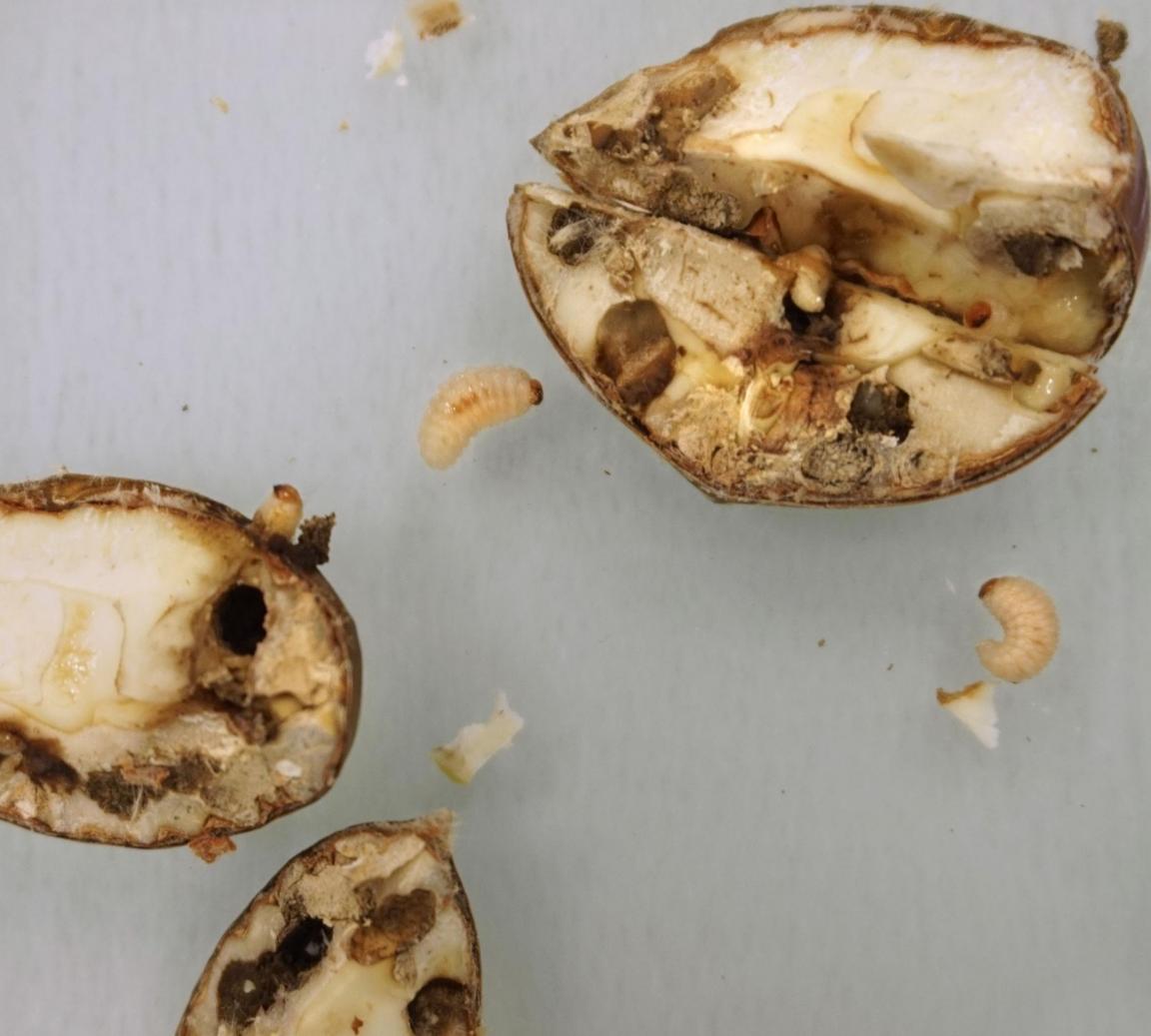 Aufgeschnittene Marroni mit Maden