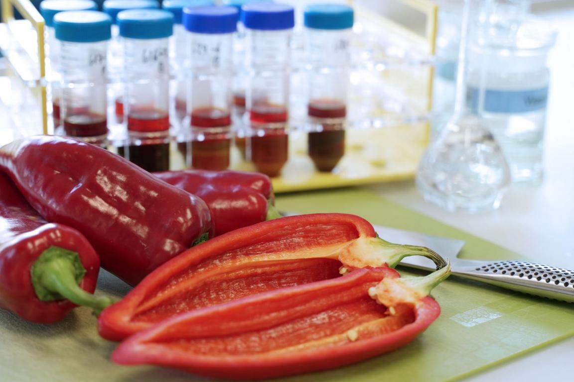 Das Foto zeigt frische Peperoni, die im Labor für eine Untersuchung auf Pestizide vorbereitet werden.