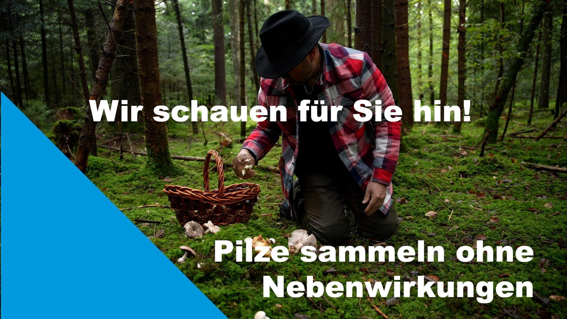 Dieses Bild zeigt den Titel des Videos zum Thema Pilze sammeln