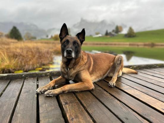 Ein hellbrauner Mallinois liegt auf einem Holzsteg