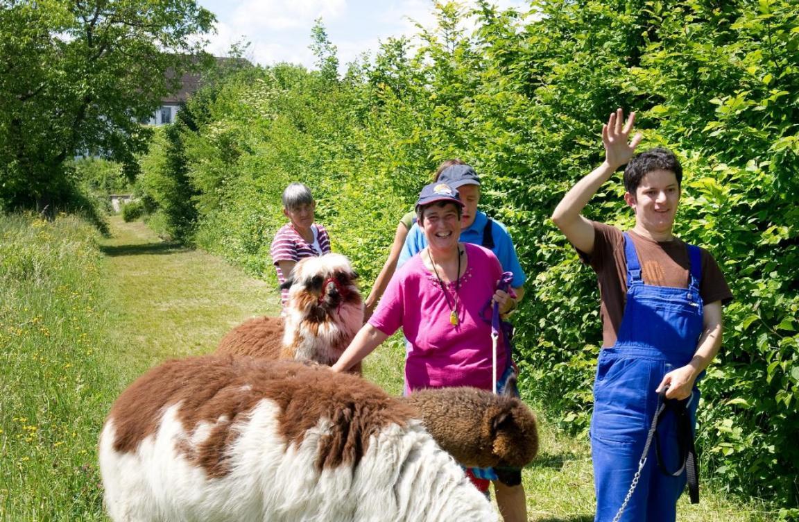Bewohnerinnen führen drei Lamas spazieren.