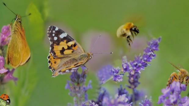 Vielfalt schützt Biodiversität