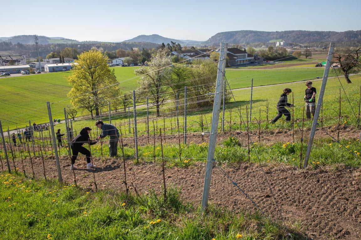 jugendliche bei der Arbeit im Rebberg
