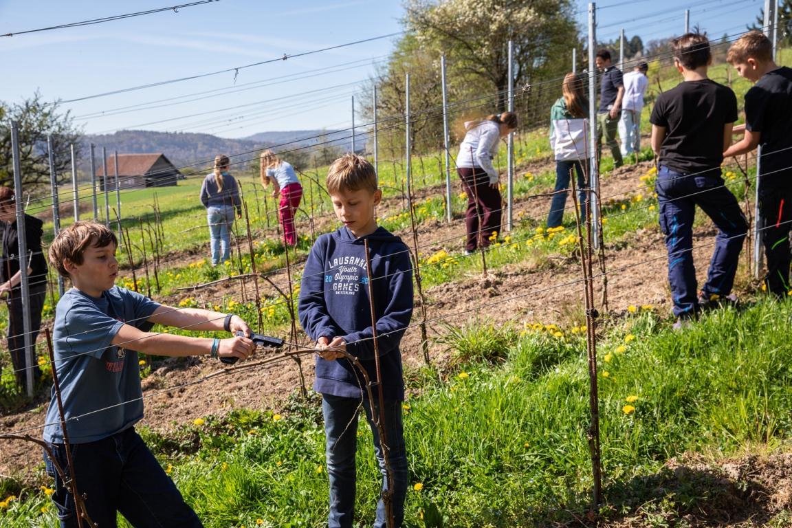 Schülerinnen und Schüler beim Abbinden von Weinreben im Weinberg