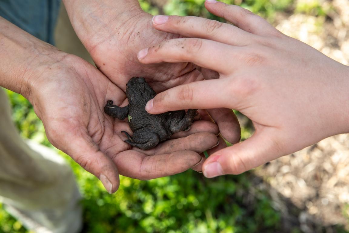 Nahaufnahme Kröte in der Hand eines Kindes 