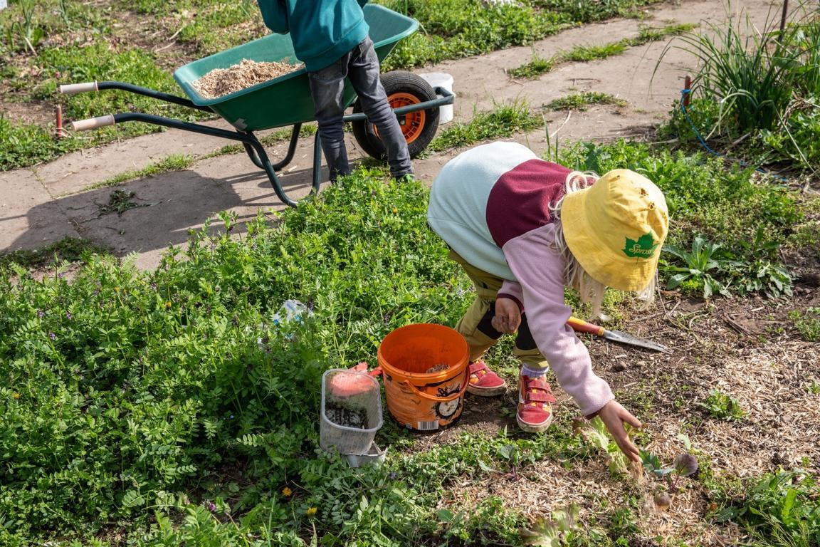 Ein Kind im Gartenbeet sät Gemüsepflanzen in die Erde.