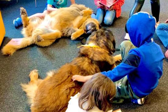 Zwei Therapiehunde werden in einer Bibliothek von Kindern gestreichelt.