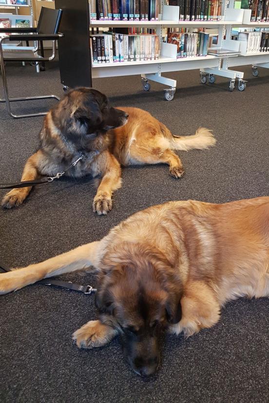 Zwei Therapiehunde liegen in einer Bibliothek.