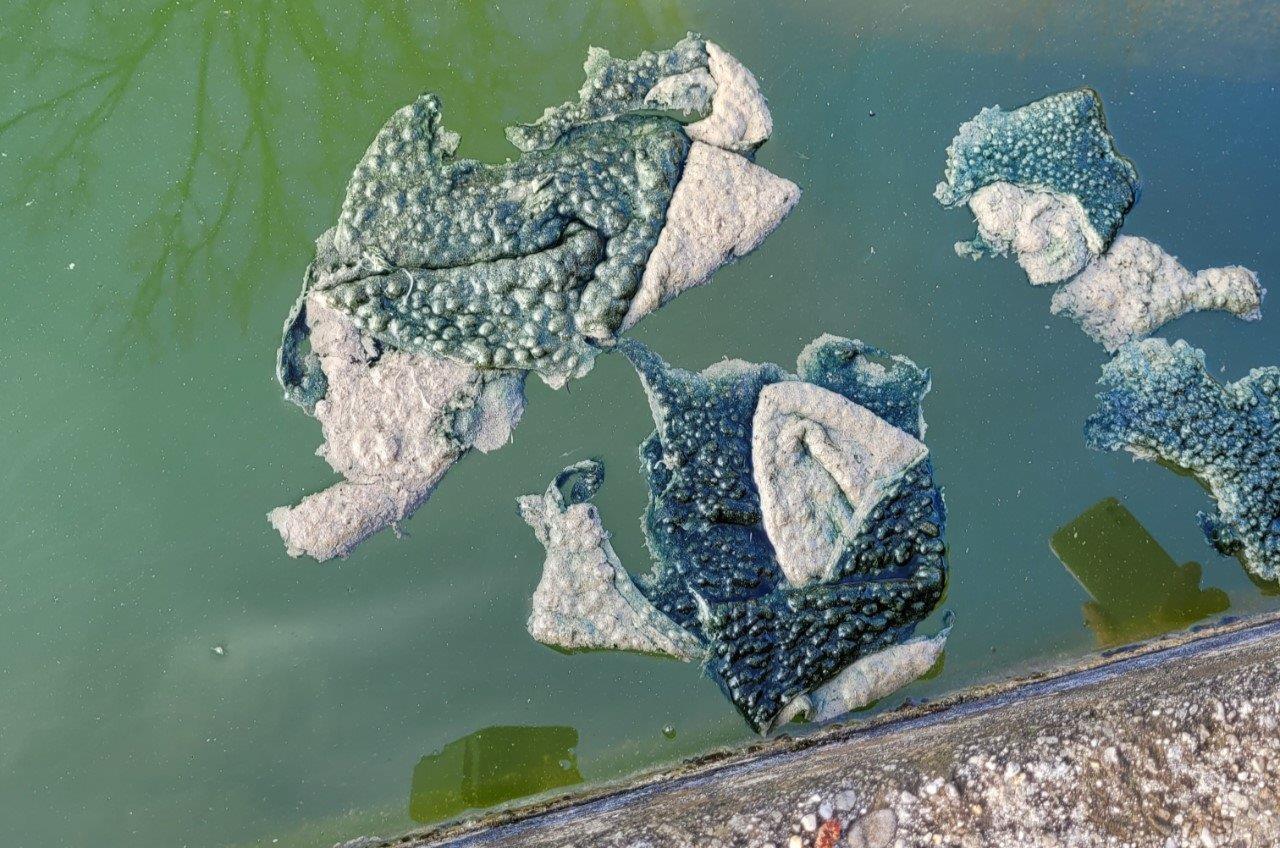 Stücke von Blaualgen auf Wasser