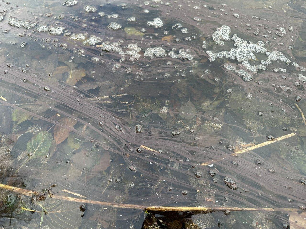 Blaualgen (Luftblasen) auf Wasser