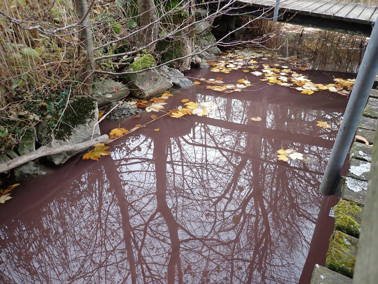 rosa gefärbtes Wasser in einem Bach