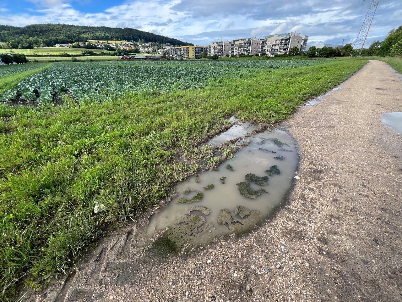 dreckige Pfütze auf einem Weg neben einem Feld mit Algen darin