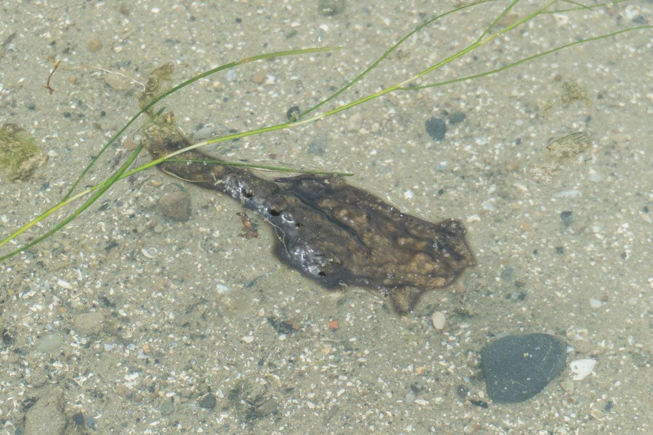Blaualge im Wasser, die wie eine Kröte aussieht. 