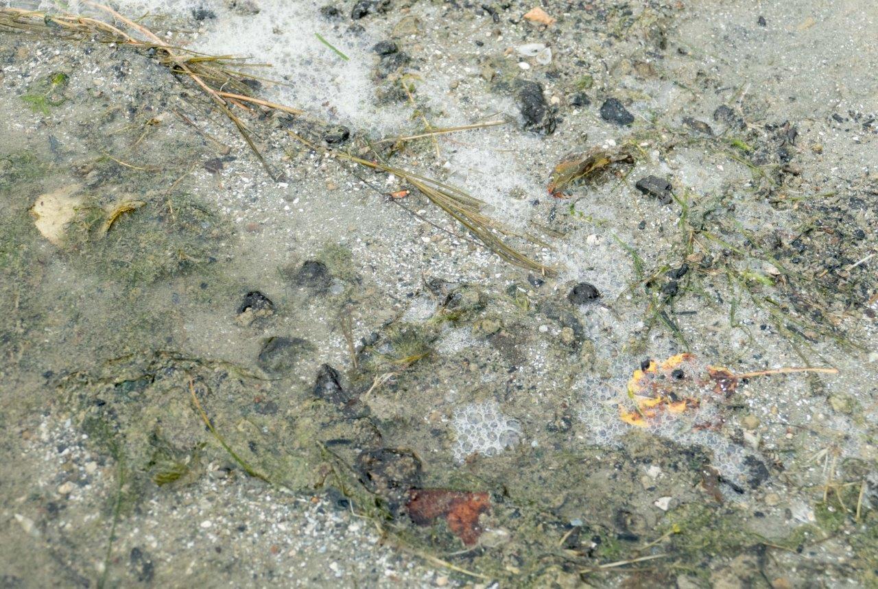 Ein Uferbild mit Algen 