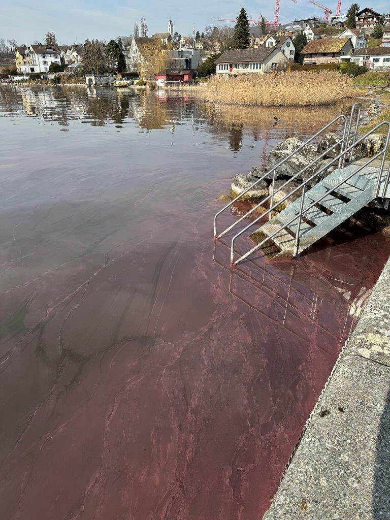 Badeeinstieg an einem See, das Wasser ist rosa gefärbt, dahinter sieht man Häuser