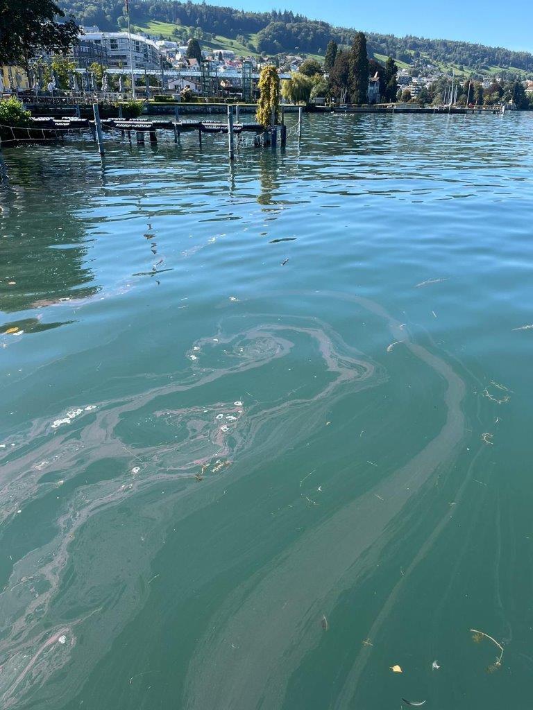 Blaualgen auf einem See