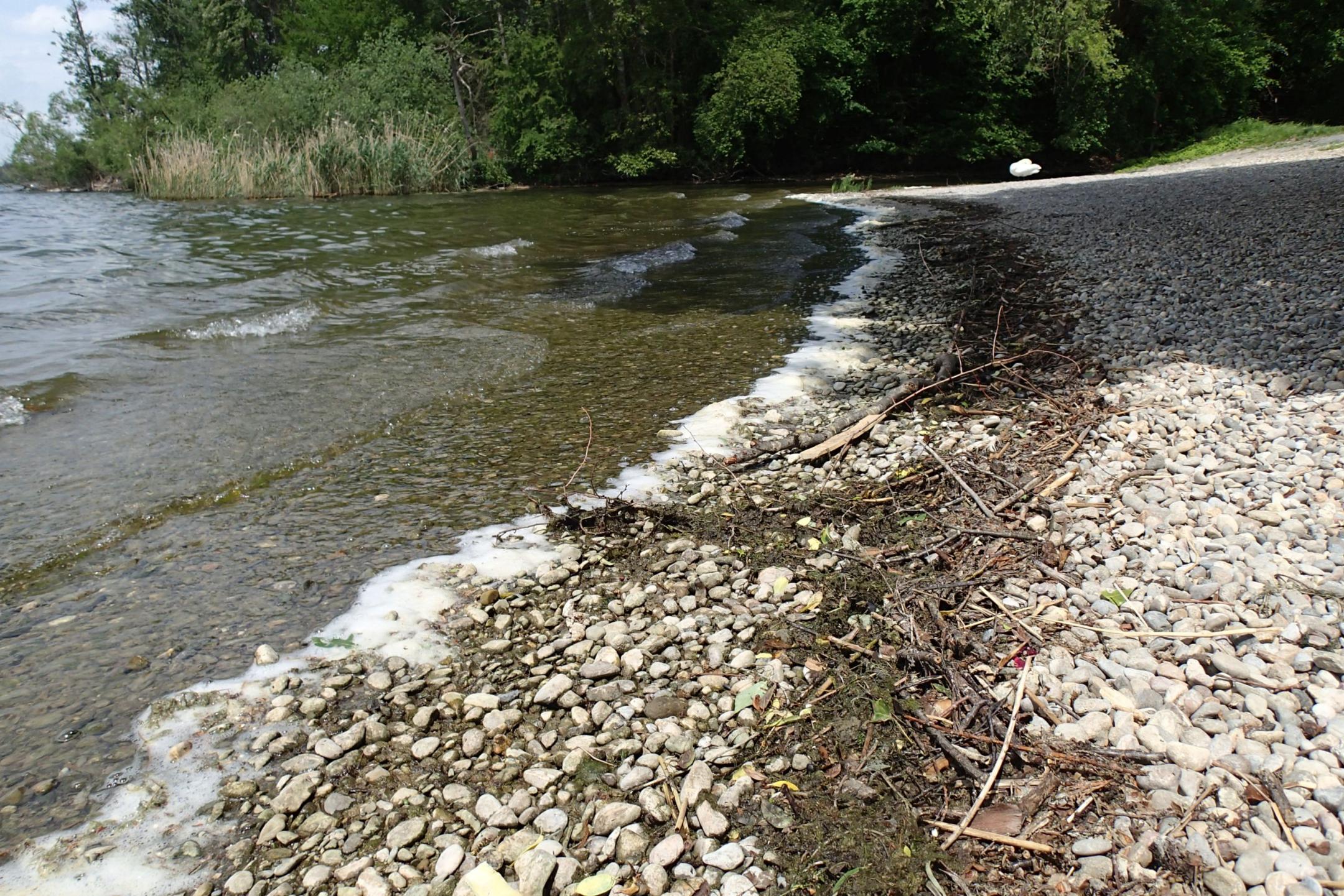 Steiniges Seeufer mit angeschwemmten Algen und Ästen. Auf dem Wasser treibt weisser Schaum.