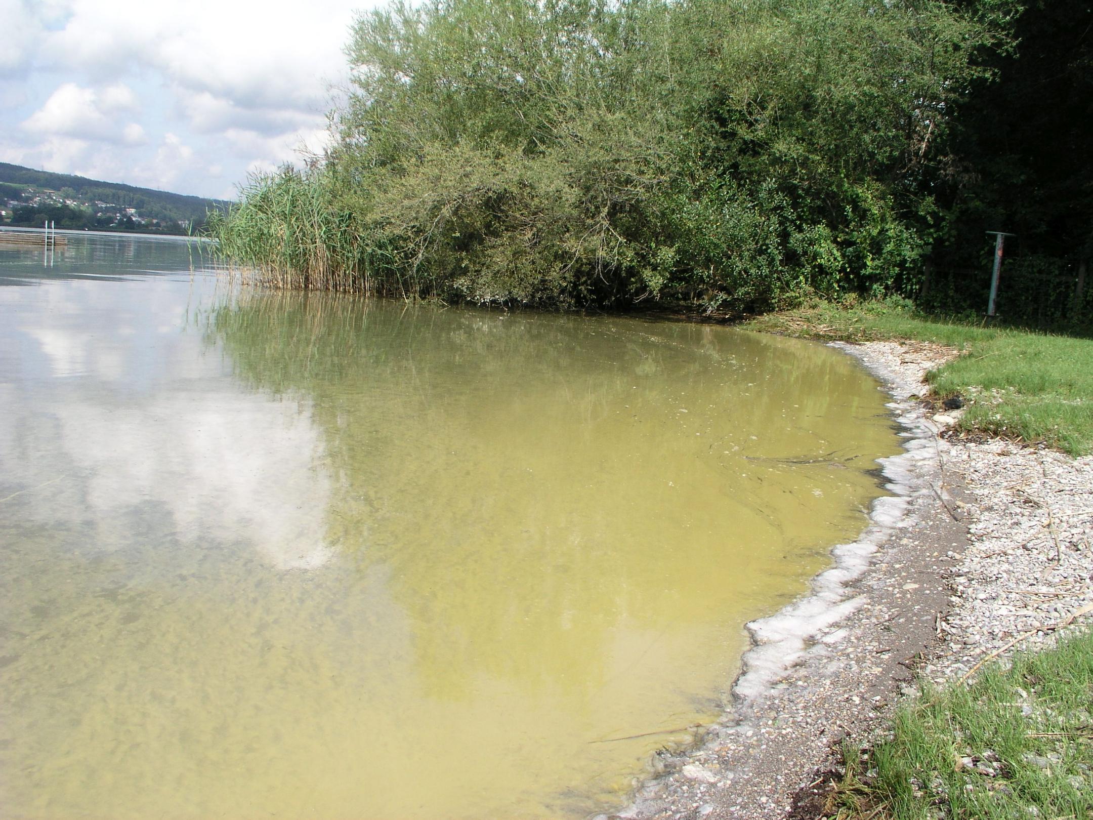 Sehr trübes Wasser am Ufer des Greifensees. Das Wasser entlang des Ufers ist grünlich verfärbt und bildet einen weissen Schaum.