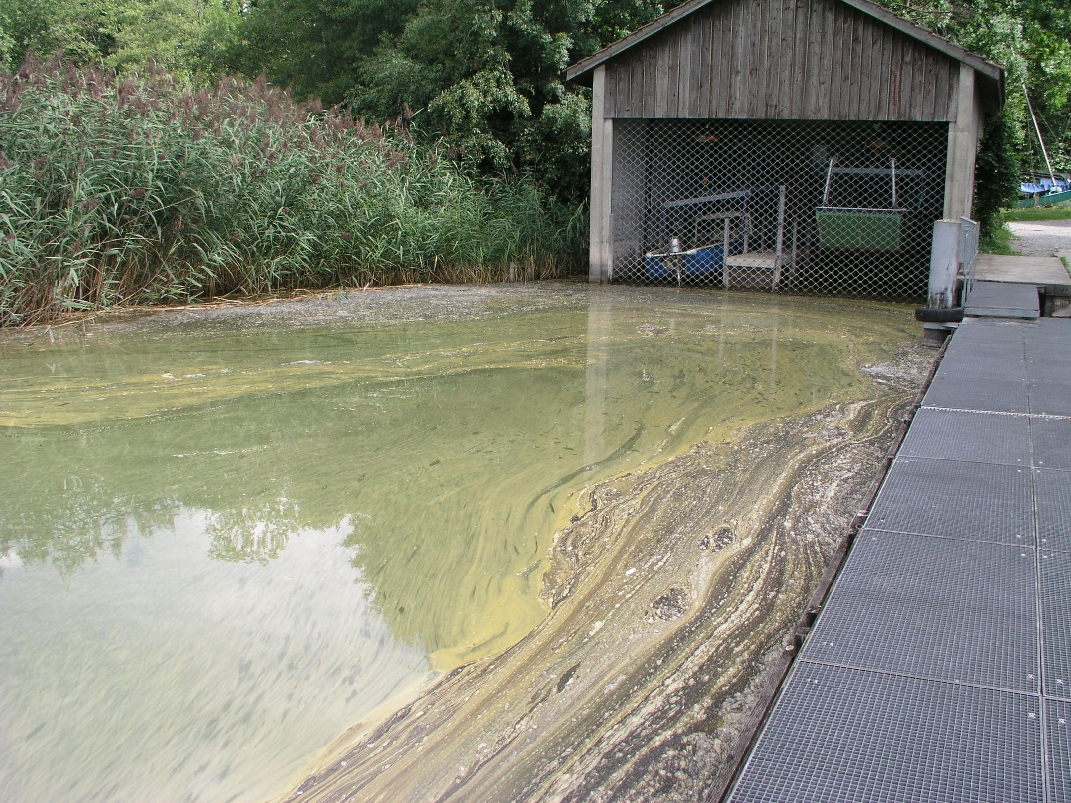 Grünlich-braune Schlieren auf dem Wasser am Ufer des Greifensees. Rechts ein Steg, im Hintergrund Schilf und ein kleines Bootshaus.