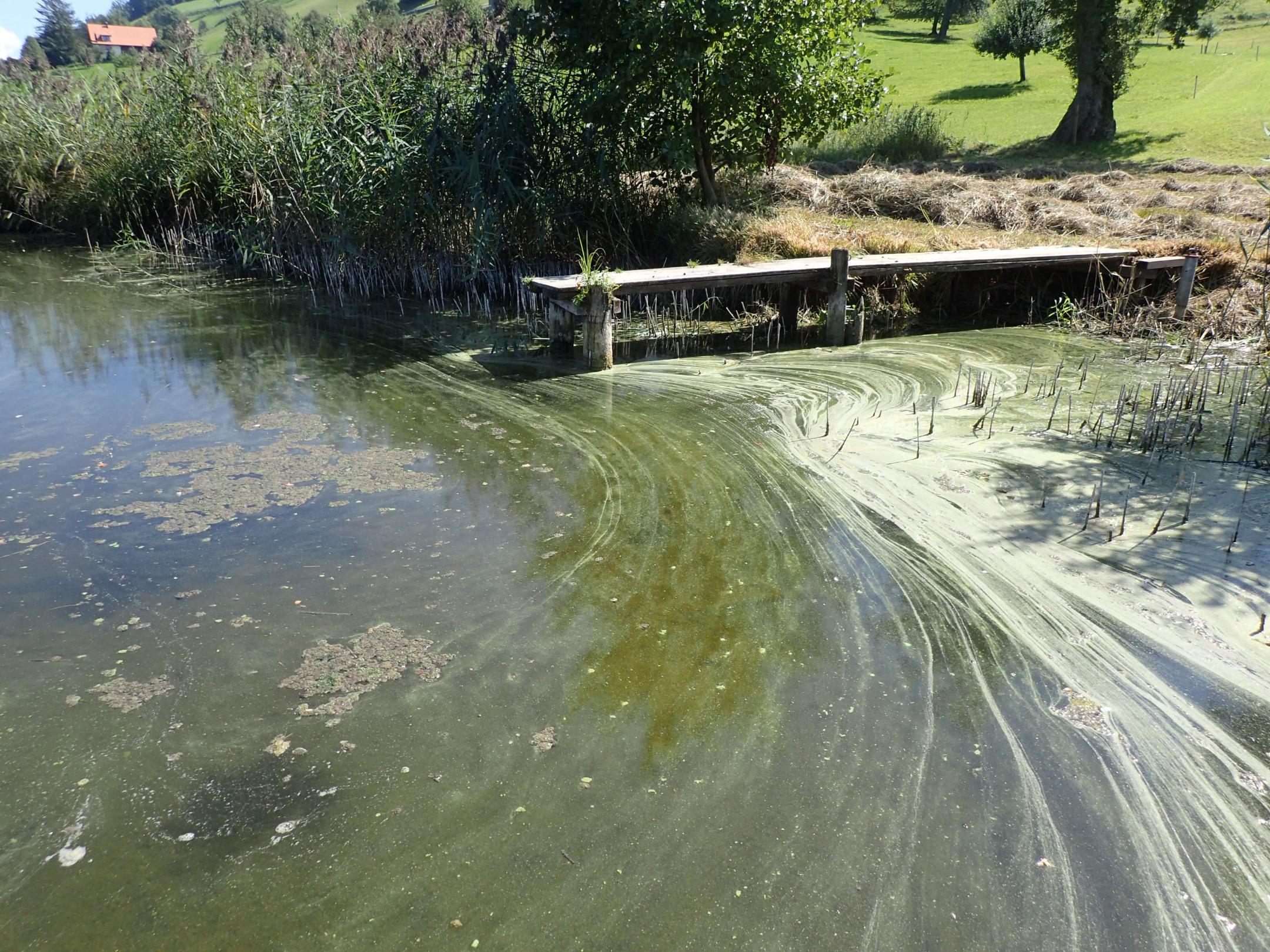 Lange, hellgrüne Schlieren auf dem Wasser am Ufer des Hüttnersees.