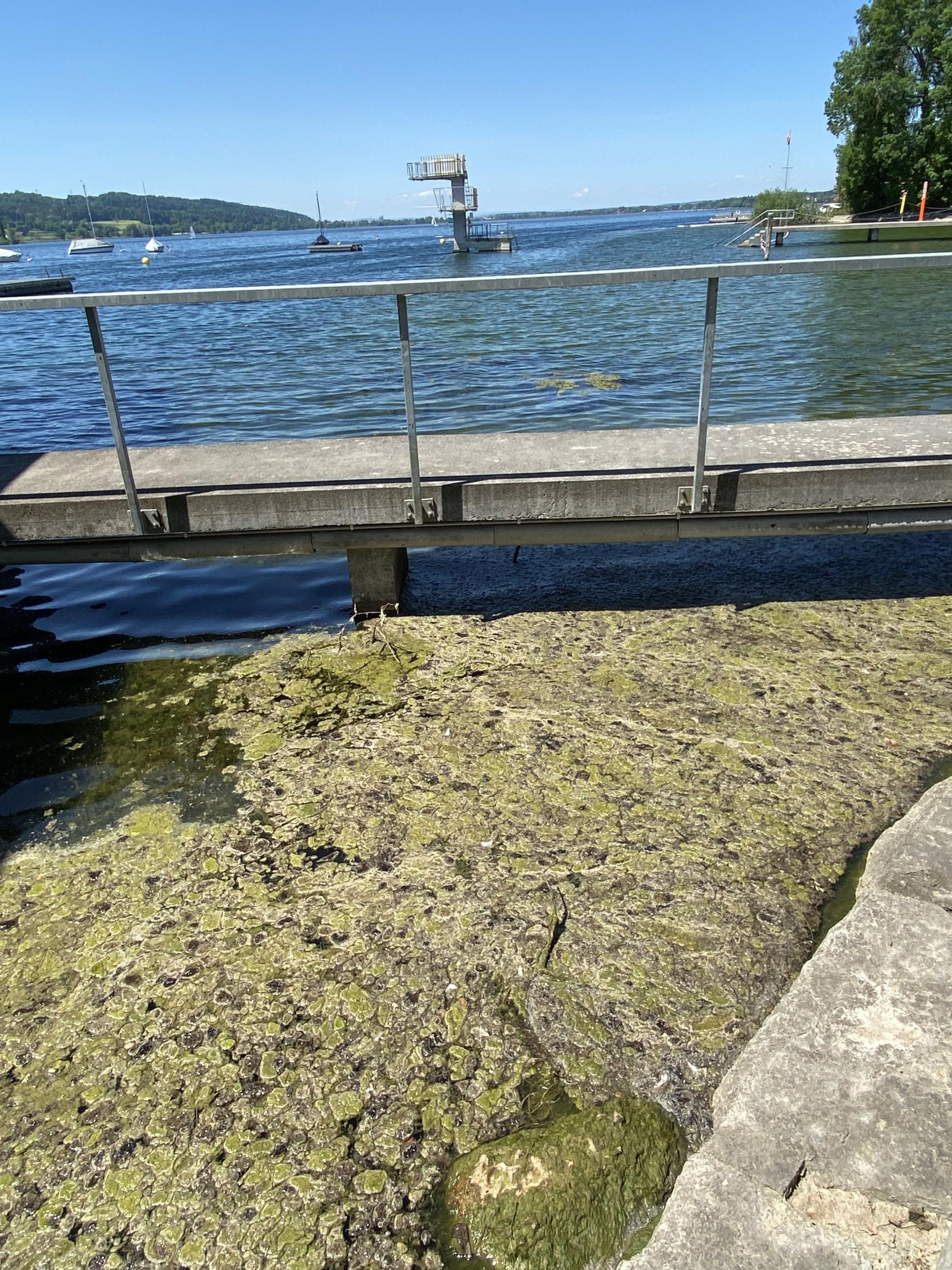Ein dichter Algenteppich am Seeufer unterhalb eines Stegs. Die Matte besteht aus grünen und dunklen Flecken.