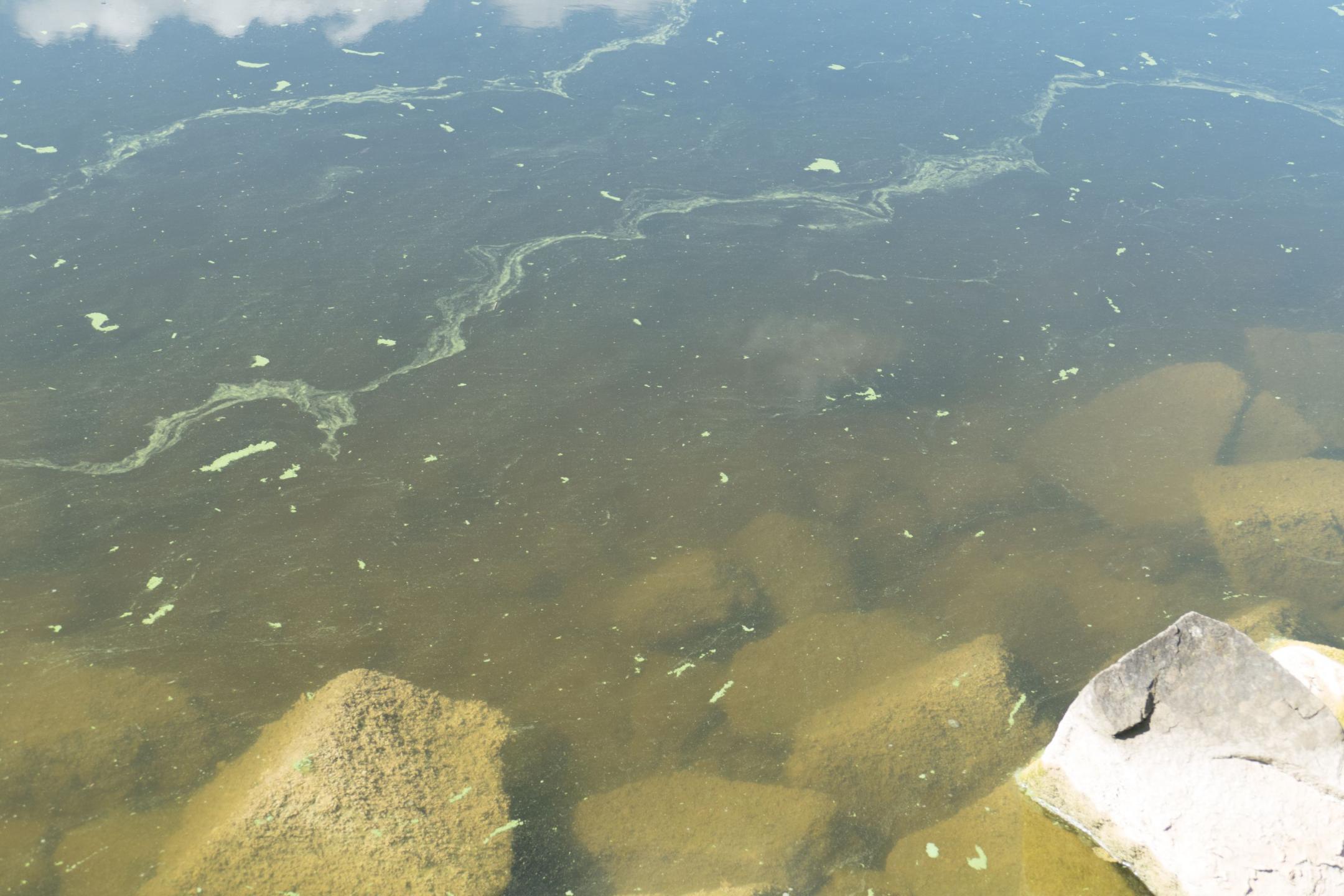 Nahaufnahme von Blaualgen-Flocken auf dem Wasser am Seeufer. Hellgrüne Schlieren und Flocken schwimmen an der Wasseroberfläche.