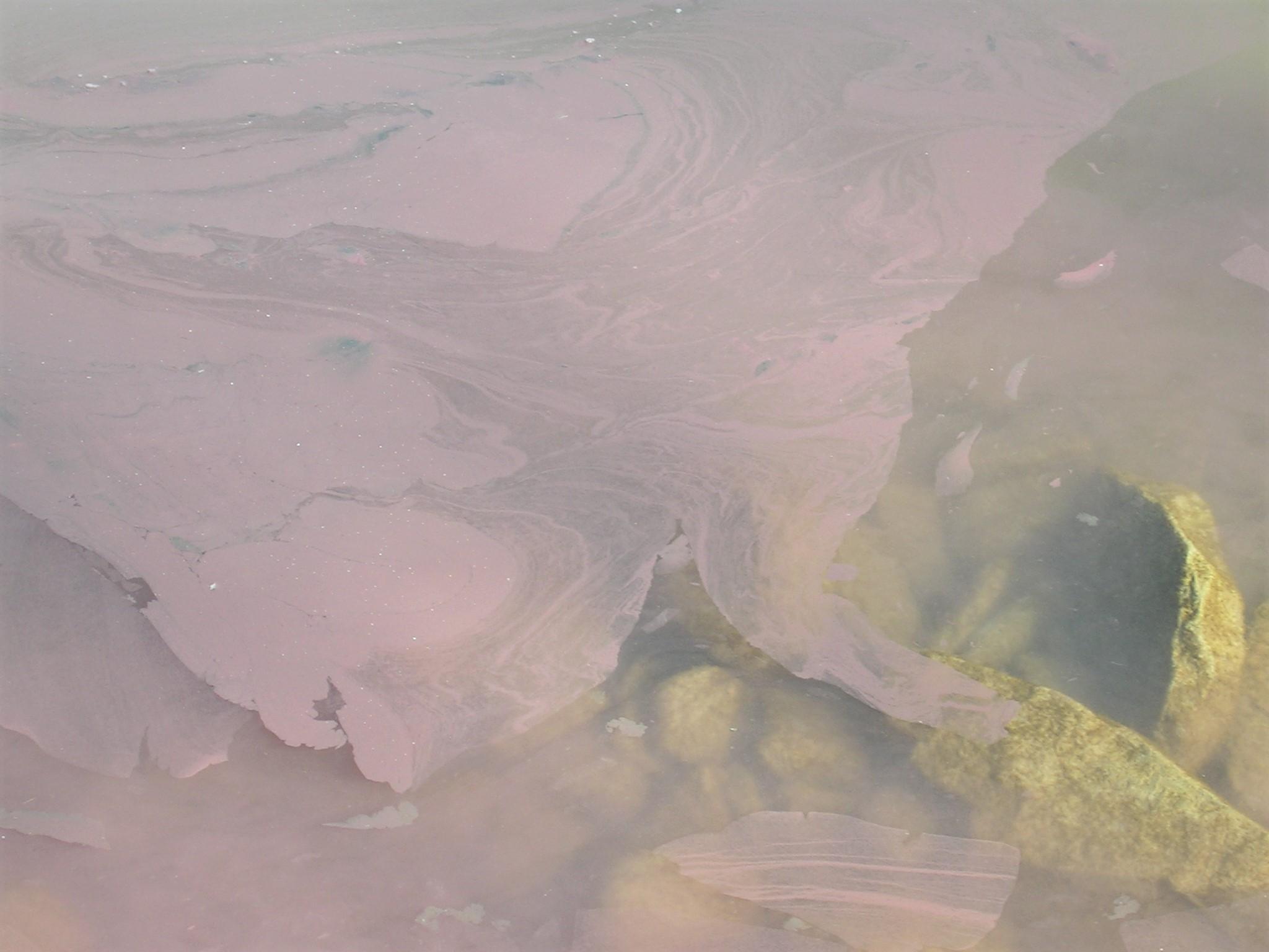 Rötlicher Film auf trübem Wasser im Zürichsee. 