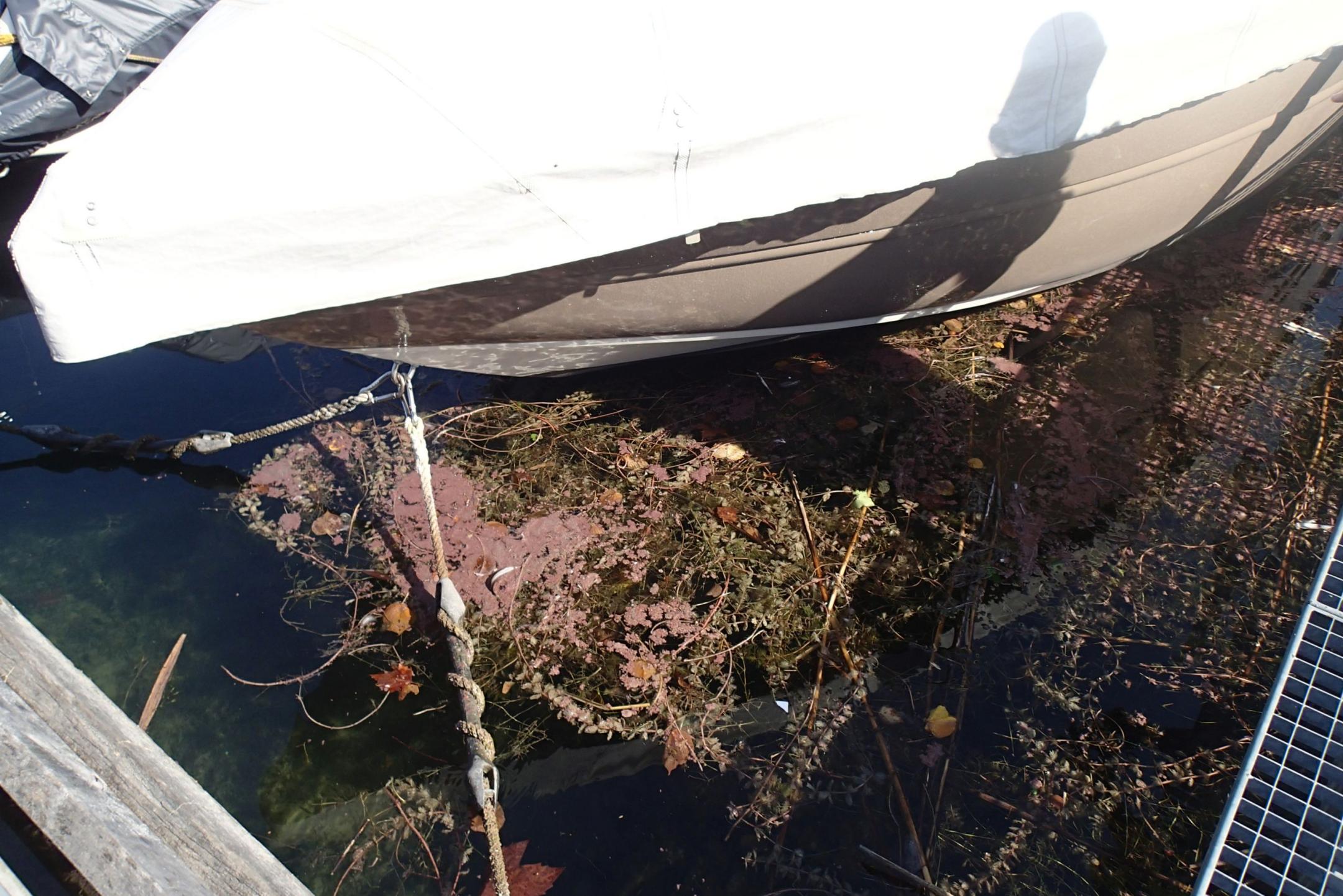 Ein vertäutes Boot an einem Steg. Auf dem Wasser schwimmen rötliche Burgunderblutalten vermischt mit Wasserpflanzen. 
