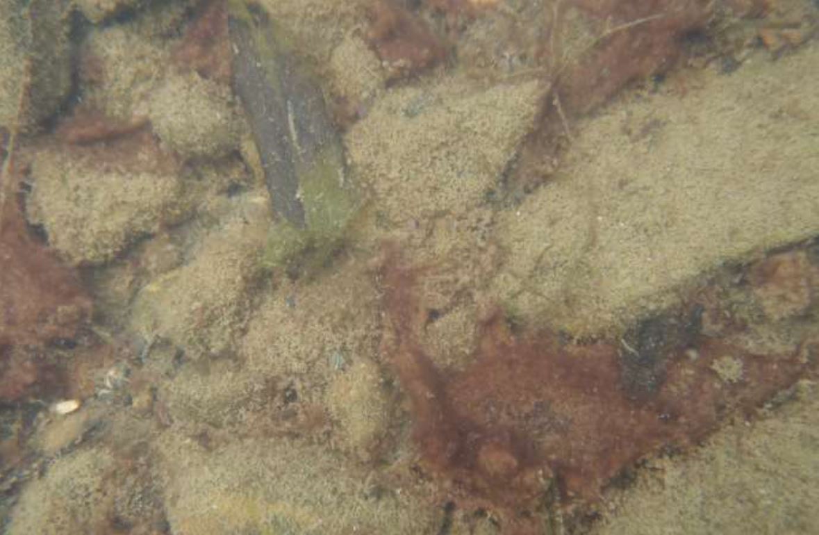 Rötlich gefärbte Algenansammlungen auf Steinen im untiefen Wasser.