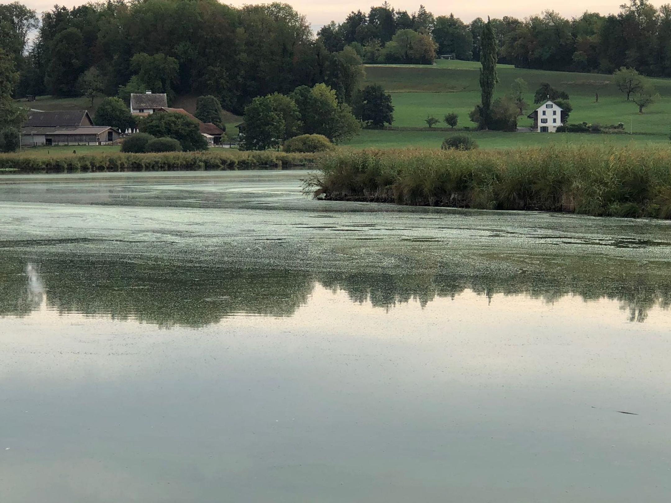Ein grünlicher Film auf trübem Wasser am Ufer des Lützelsees.