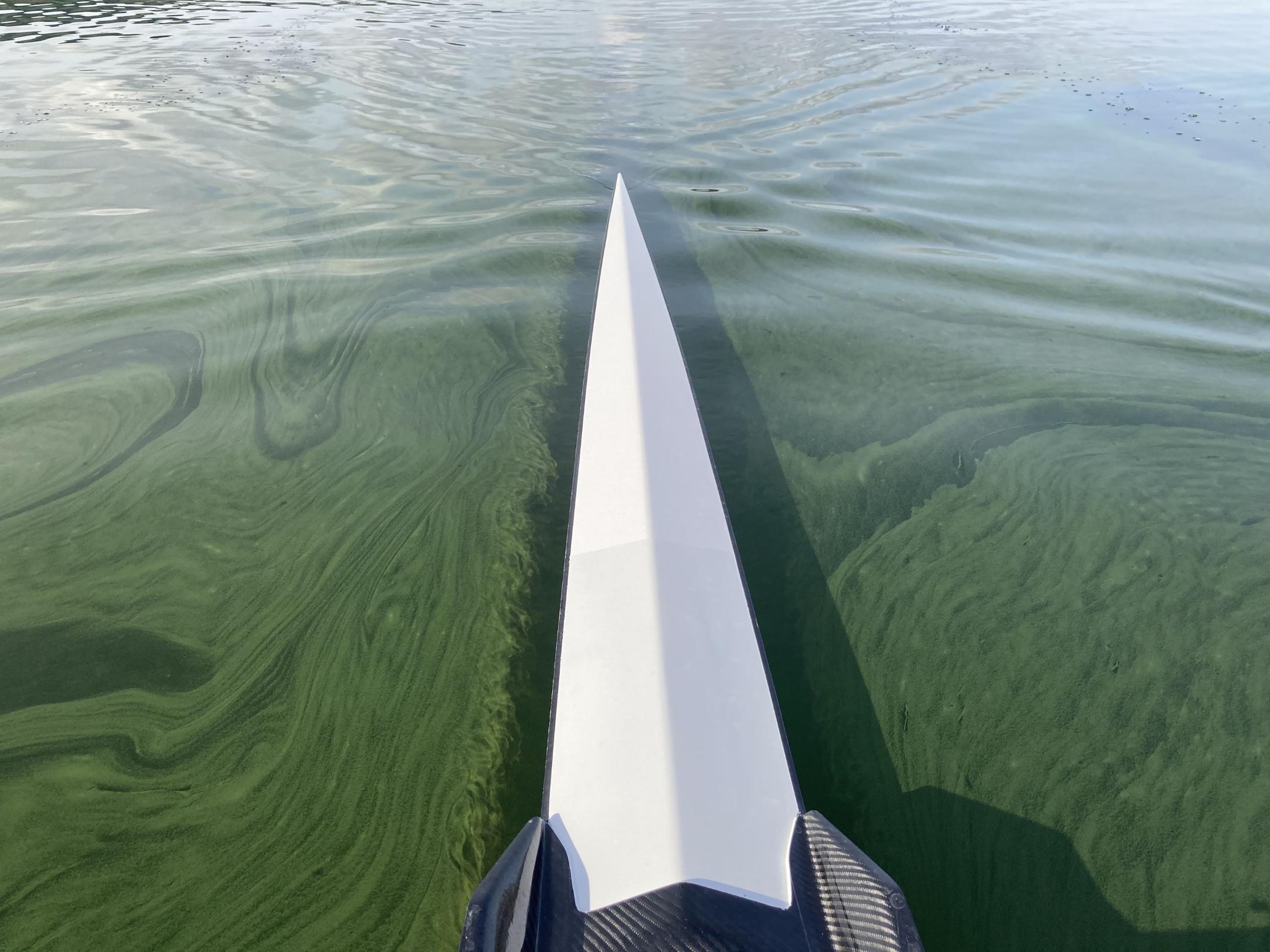 Die Spitze eines Ruderboots auf dem Wasser, auf dem Flocken und grüne Schlieren von Blaualgen schwimmen.