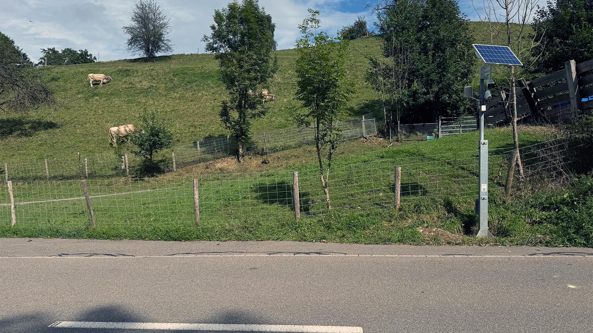 Frühwarnanlage mit Solarpanel an einer Strasse neben einer Kuhweide.