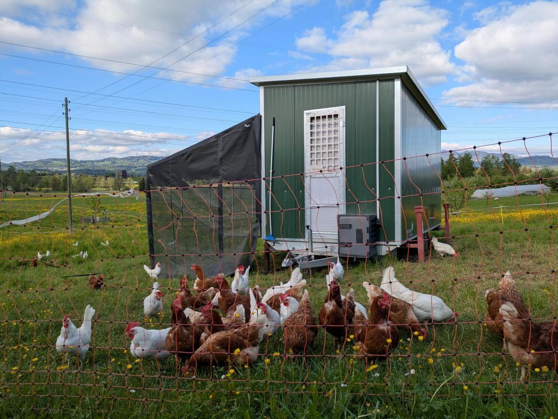 Foto eines mobilen Hühnerstalls auf einer Wiese