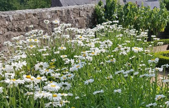 Abbildung einer beispielhaften Bepflanzung