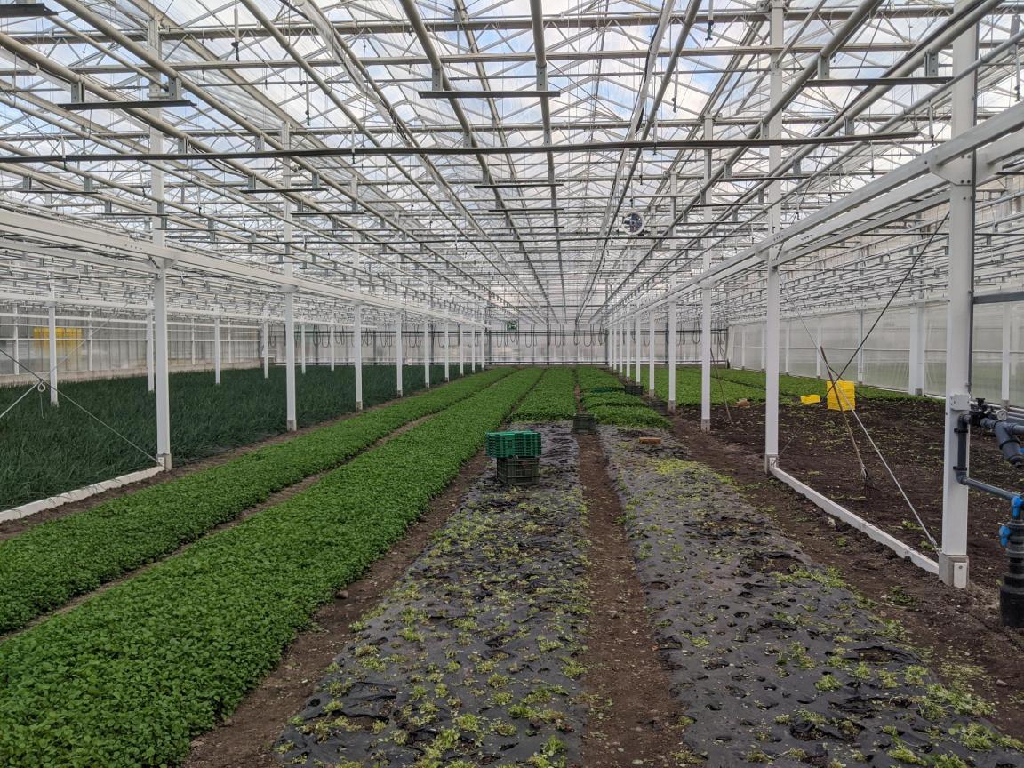 Beispielfoto eines Gewächshauses