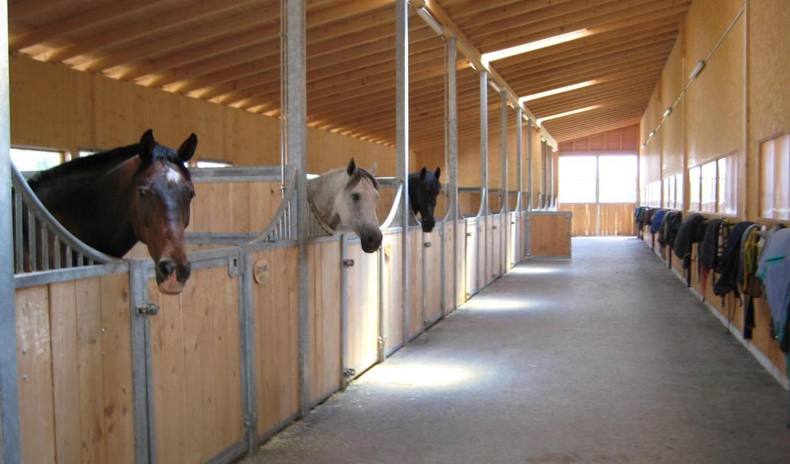 Innenaufnahme eines Pferdestalls mit Pferden in Boxen