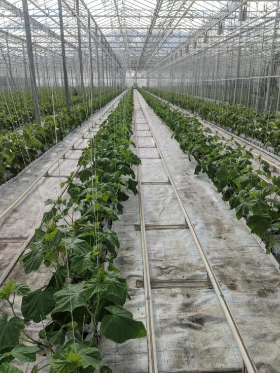 Beispielfoto eines Gewächshauses